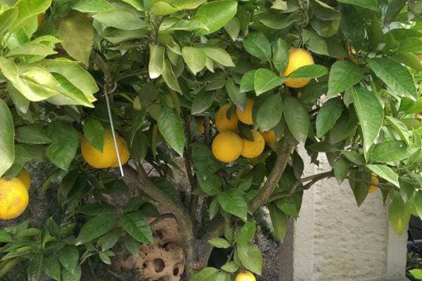 Zitronenbäume zum Verkauf bei Enzo Giardino